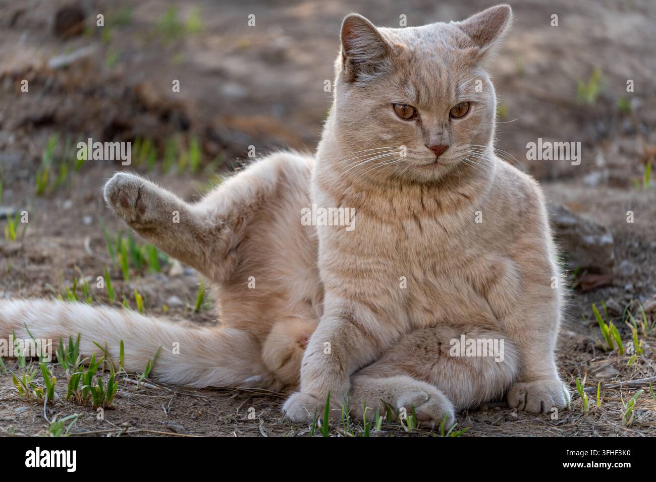 Gatto arancione cremoso in una buffa posa seduta con le zampe sollevate, carino e adorabile Foto Stock