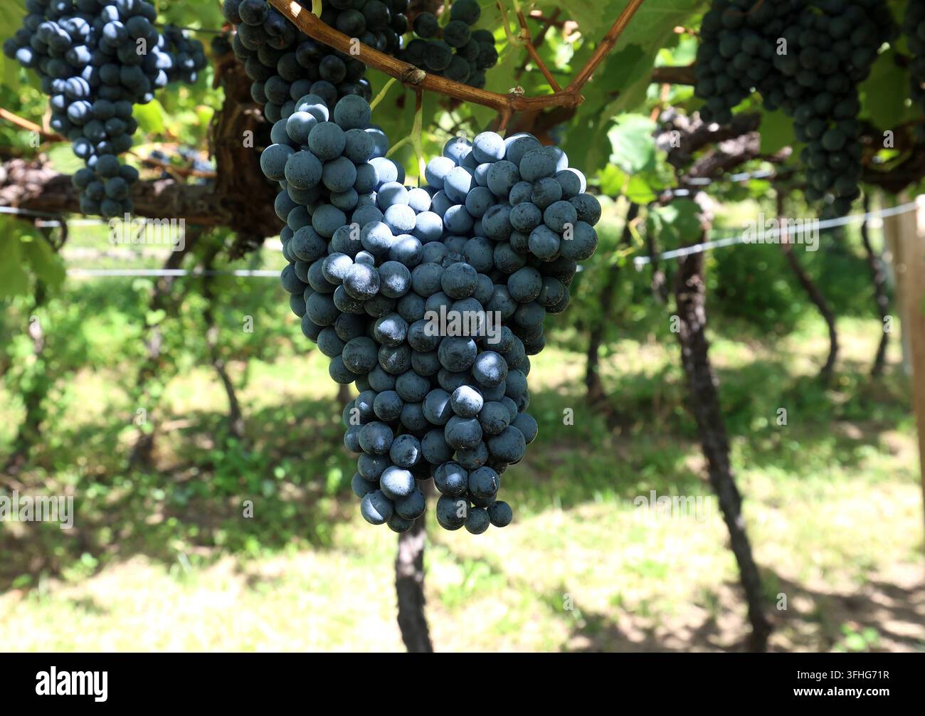 Una giornata di fine estate a Dorf Tirol, sopra la città termale di Merano qui, una vista di un vigneto con uva, frutta, appena prima della vendemmia, maturo, Pergel, viticoltura, coltivazione della vite, stagione della vendemmia, Vernatsch, uva blu Foto Stock