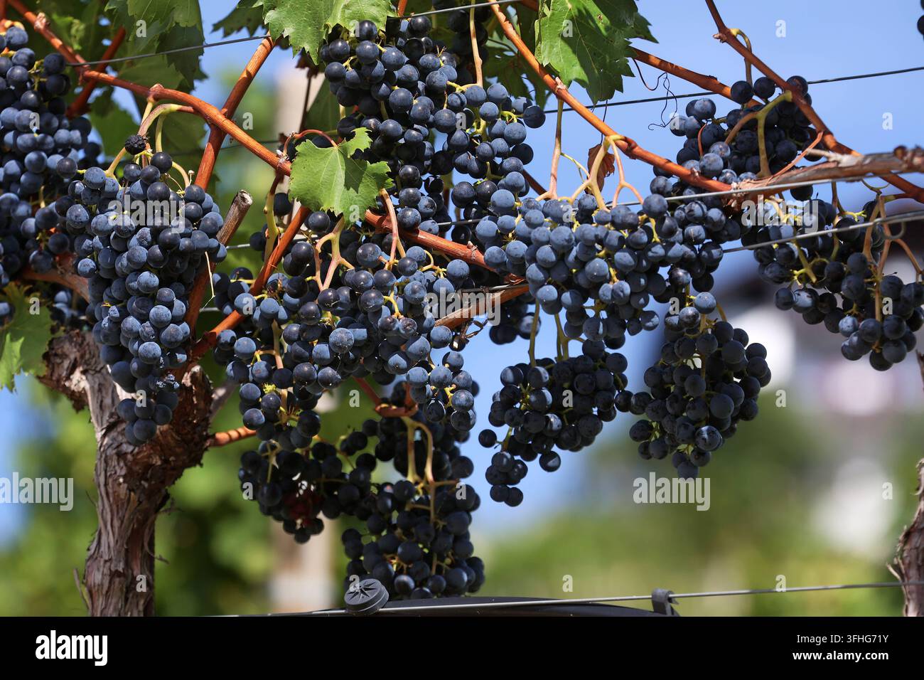 Una giornata di fine estate a Dorf Tirol, sopra la città termale di Merano qui, una vista di un vigneto con uva, frutta, appena prima della vendemmia, maturo, pergola, viticoltura, coltivazione della vite, stagione della vendemmia, uva blu Foto Stock