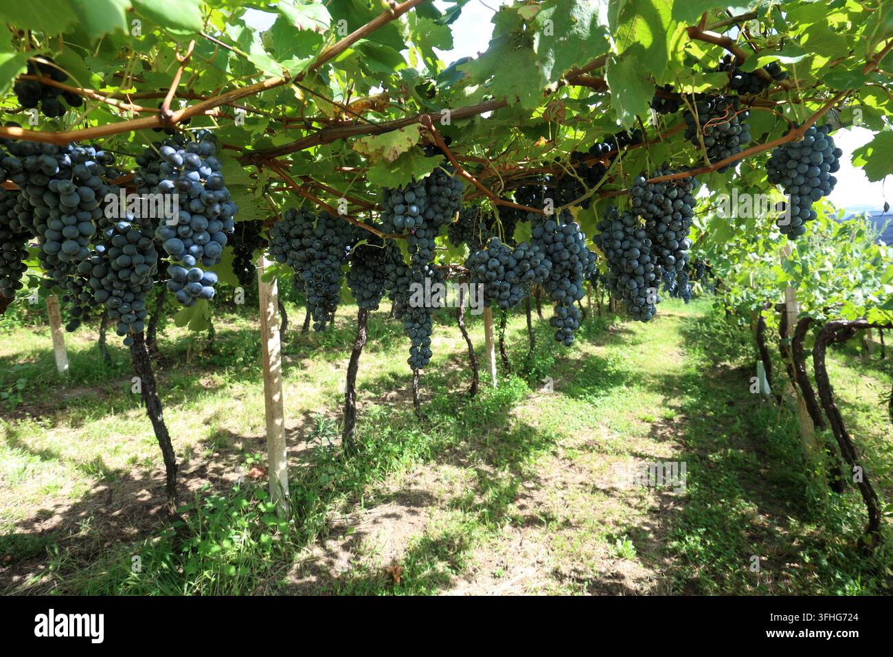 Una giornata di fine estate a Dorf Tirol, sopra la città termale di Merano qui, una vista di un vigneto con uva, frutta, appena prima della vendemmia, maturo, Pergel, viticoltura, coltivazione della vite, stagione della vendemmia, Vernatsch, uva blu Foto Stock
