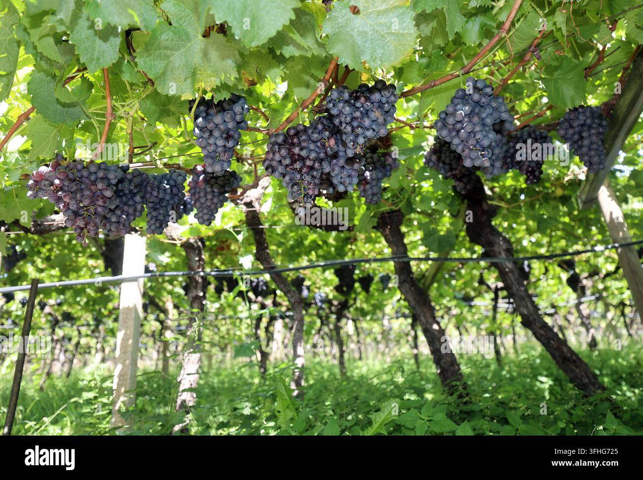 Una giornata di fine estate a Dorf Tirol, sopra la città termale di Merano qui, una vista di un vigneto con uva, frutta, appena prima della vendemmia, maturo, Pergel, viticoltura, coltivazione della vite, stagione della vendemmia, Vernatsch, uva blu Foto Stock