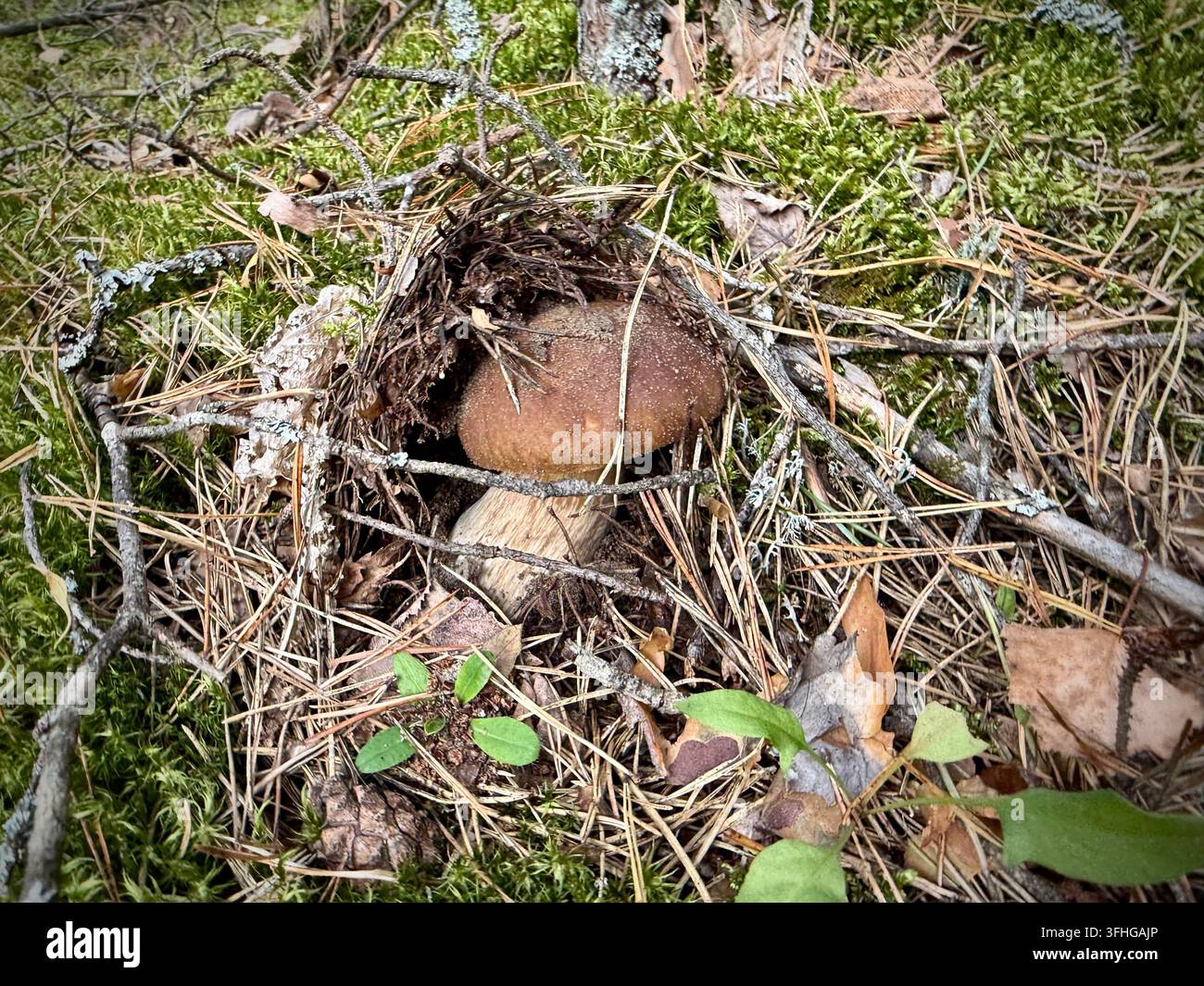 Giovane fungo porcino (Boletus edulis) che emerge sotto un riparo di aghi di pino e ramoscelli in una foresta muschiosa - Immagine stock catturata con smartphone