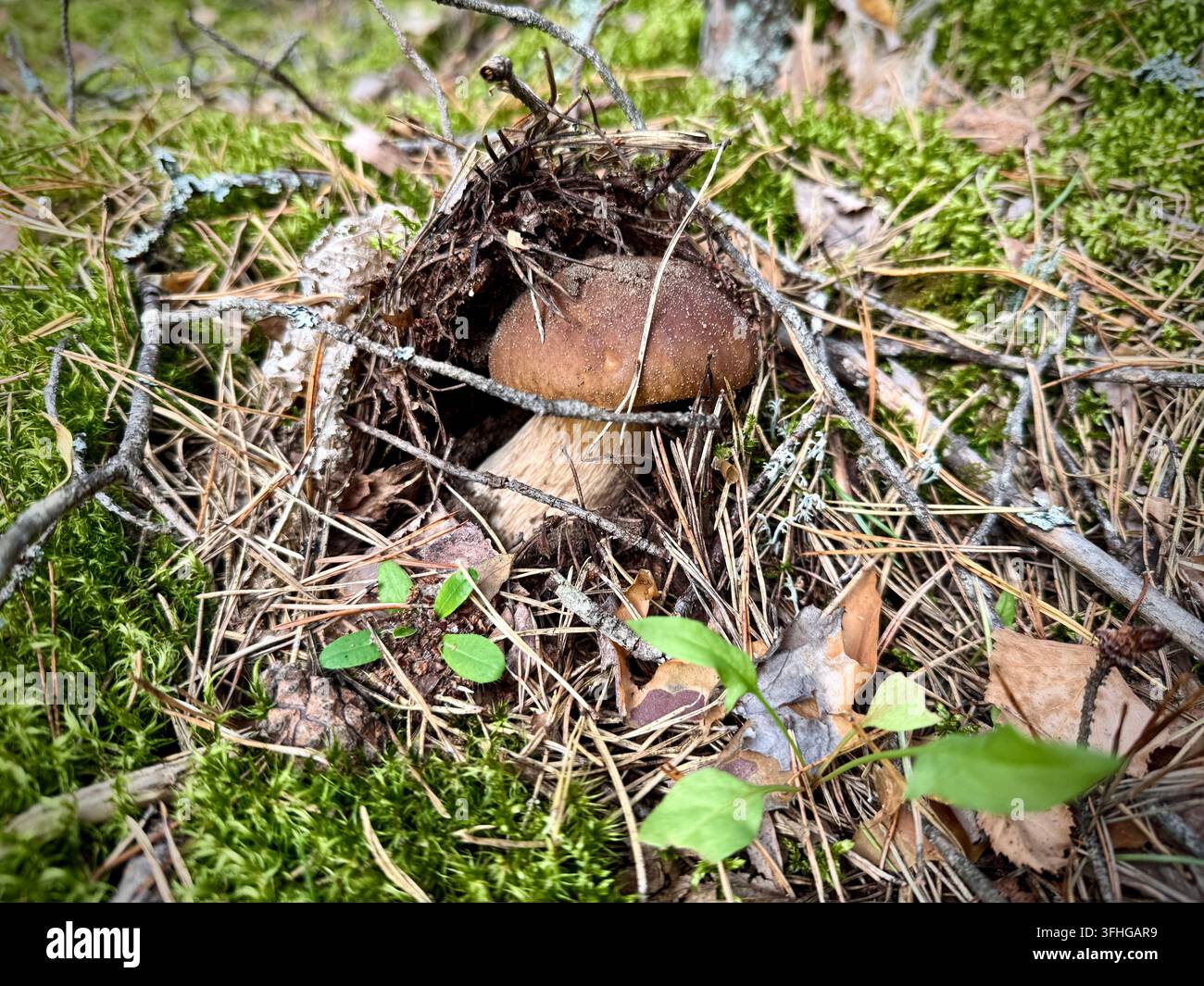Giovane fungo porcino (Boletus edulis) che emerge sotto un riparo di aghi di pino e ramoscelli in una foresta muschiosa - Immagine stock catturata con smartphone