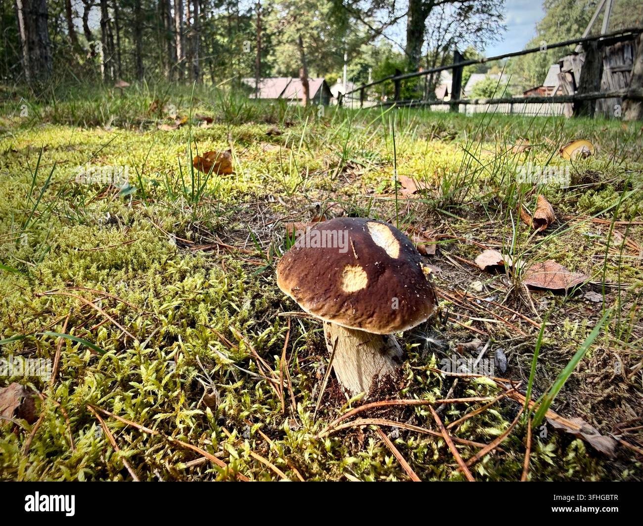 Funghi Porcini (Boletus edulis) che crescono su terreno muschioso vicino a una recinzione di villaggio rurale e a bosco di pini. - Immagine stock catturata con smartphone