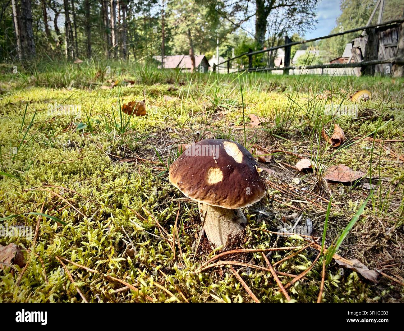 Funghi Porcini (Boletus edulis) che crescono su terreno muschioso vicino a una recinzione di villaggio rurale e a bosco di pini. - Immagine stock catturata con smartphone