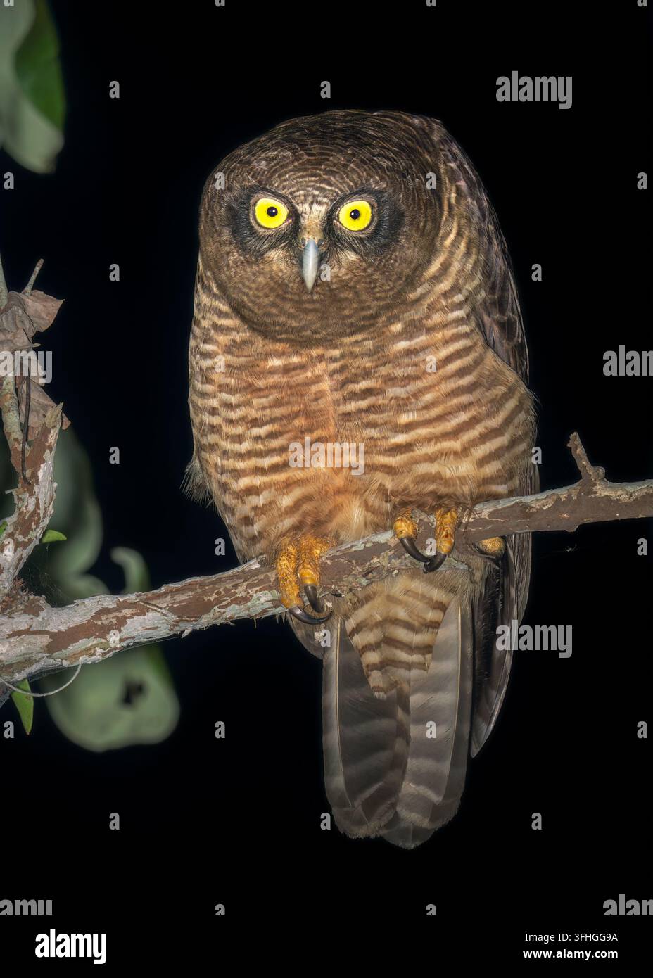 Primo piano di un gufo rufus selvatico (Ninox rufa) appollaiato su un ramo di notte con occhi gialli luminosi, Queensland, Australia Foto Stock