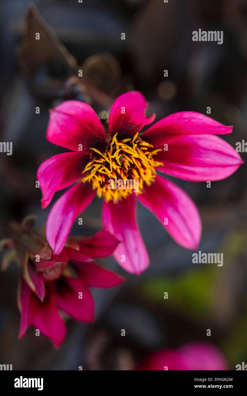 Ritratto naturale in primo piano di una pianta fiorita della deliziosa Dahlia x Hortensis 'Luberga Dark Velvet’. A stelo lungo, Amabile, Luminosa, Lussuosa, Magica Foto Stock
