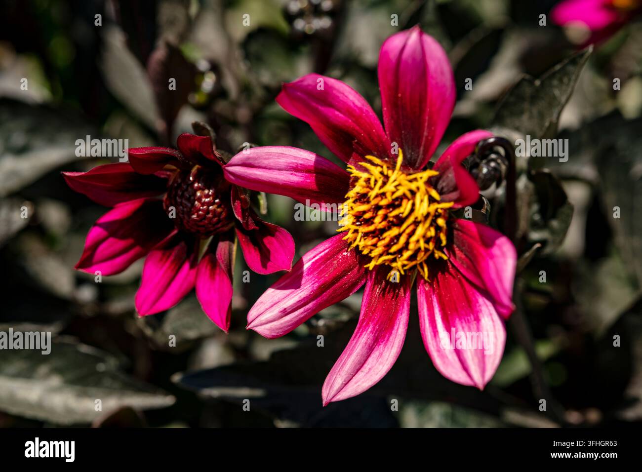Ritratto naturale in primo piano di una pianta fiorita della deliziosa Dahlia x Hortensis 'Luberga Dark Velvet’. A stelo lungo, Amabile, Luminosa, Lussuosa, Magica Foto Stock