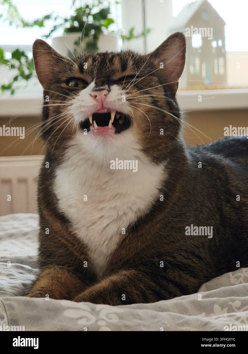 Ritratto di un gatto tigrato che ammicca mostrando denti affilati all'interno - Immagine stock catturata con smartphone