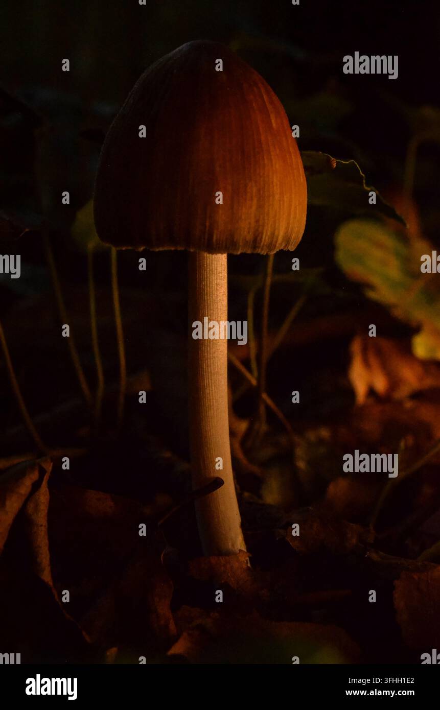 Alto fungo selvatico con cappello a forma di campana che cresce su un terreno boschivo scuro in Irlanda Foto Stock