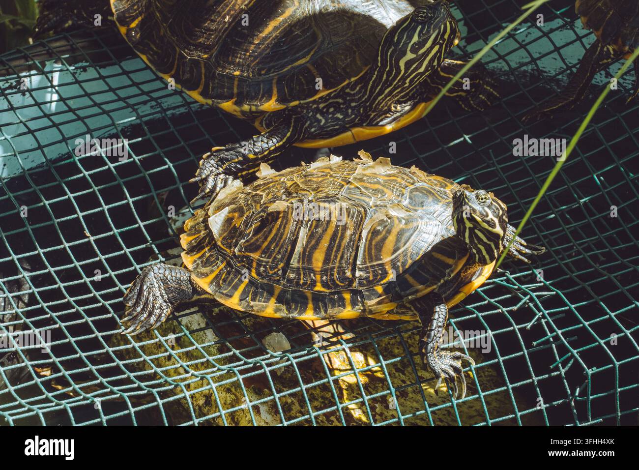 Tartarughe Pond Slider che si crogiolano su una rete metallica verde sotto il sole Foto Stock