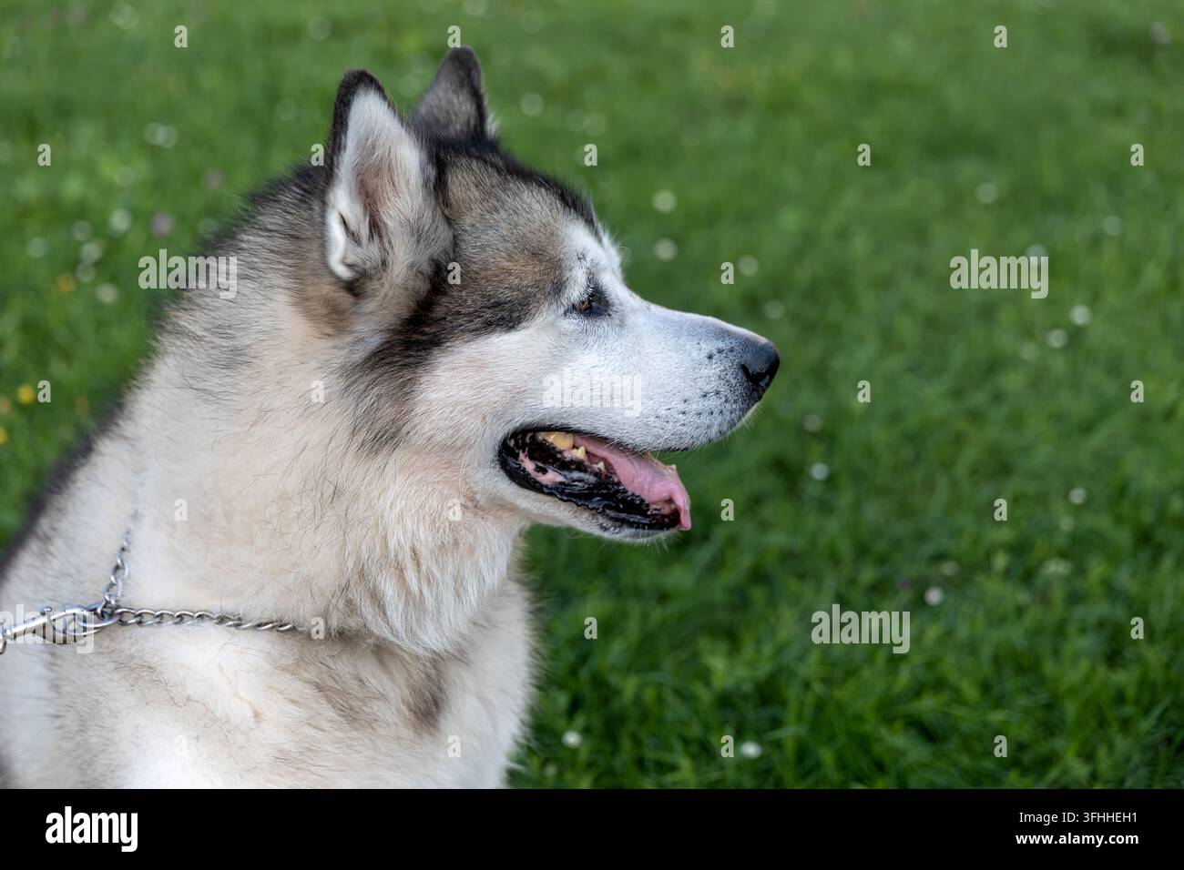 Ritratto di un cane Siberian Husky all'aperto su erba verde Foto Stock