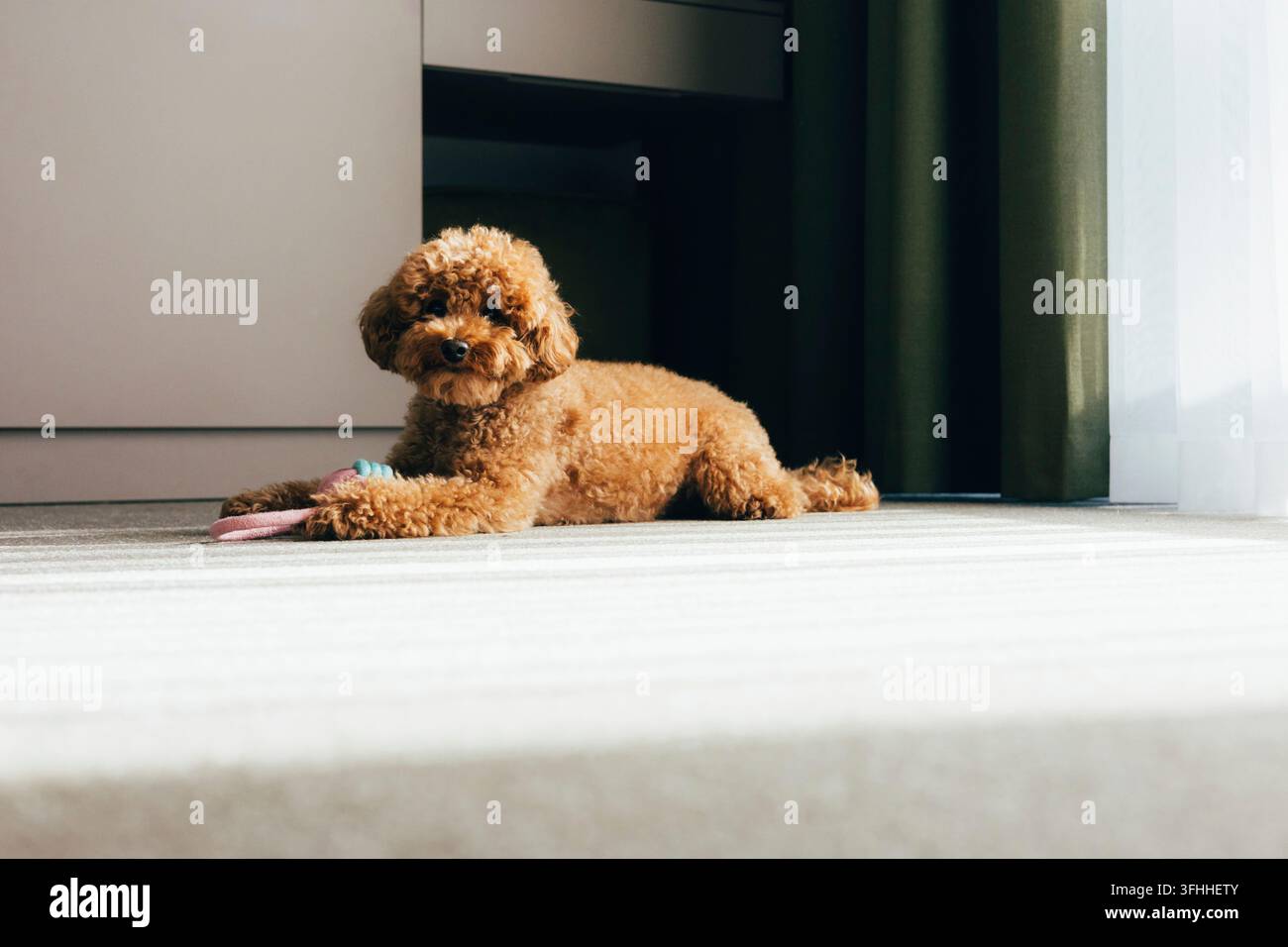 Pudel giocattolo carino sdraiato sul pavimento con un giocattolo a casa Foto Stock