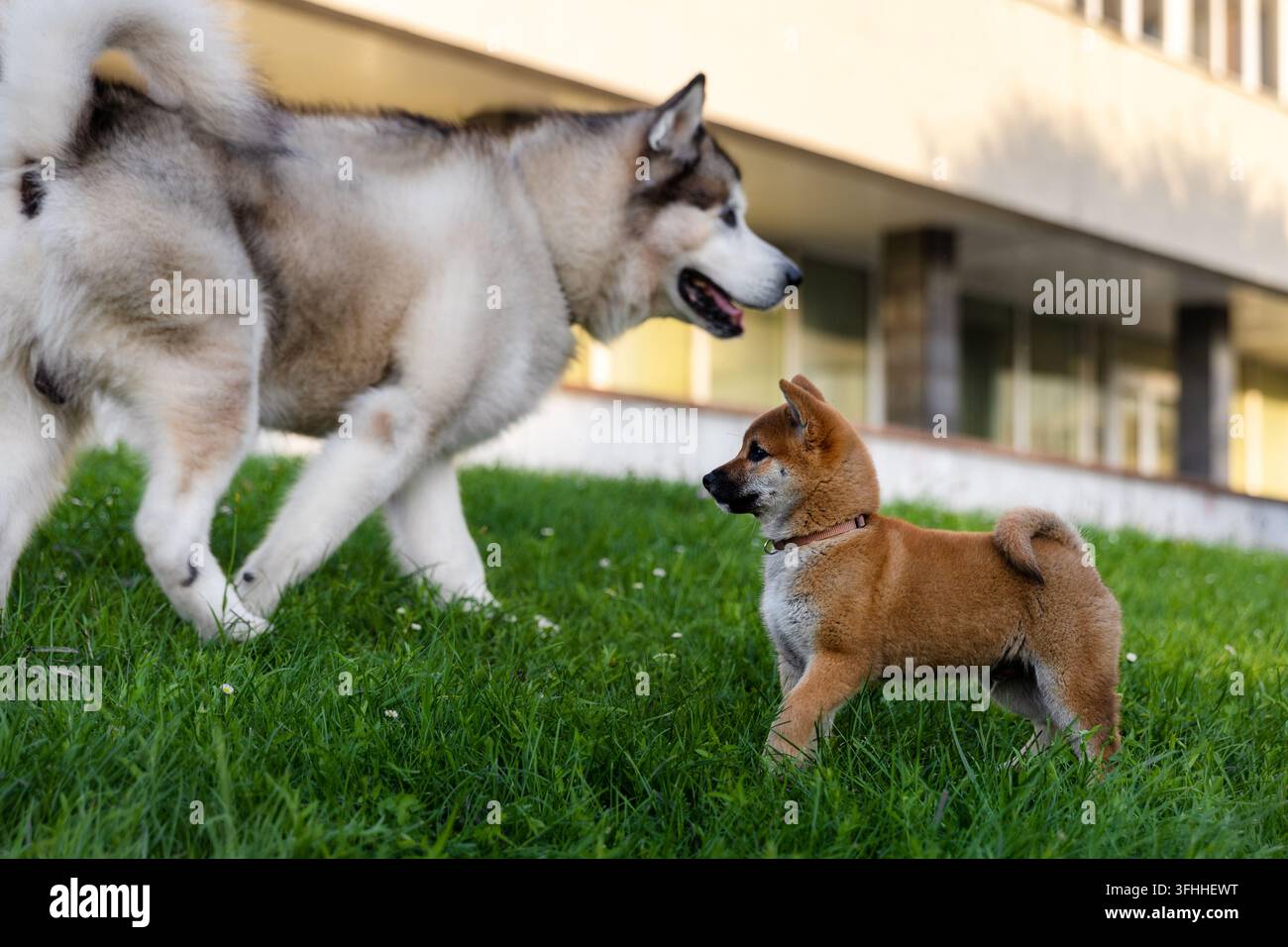 Husky siberiano e cucciolo di Shiba Inu che si incontrano all'aperto Foto Stock