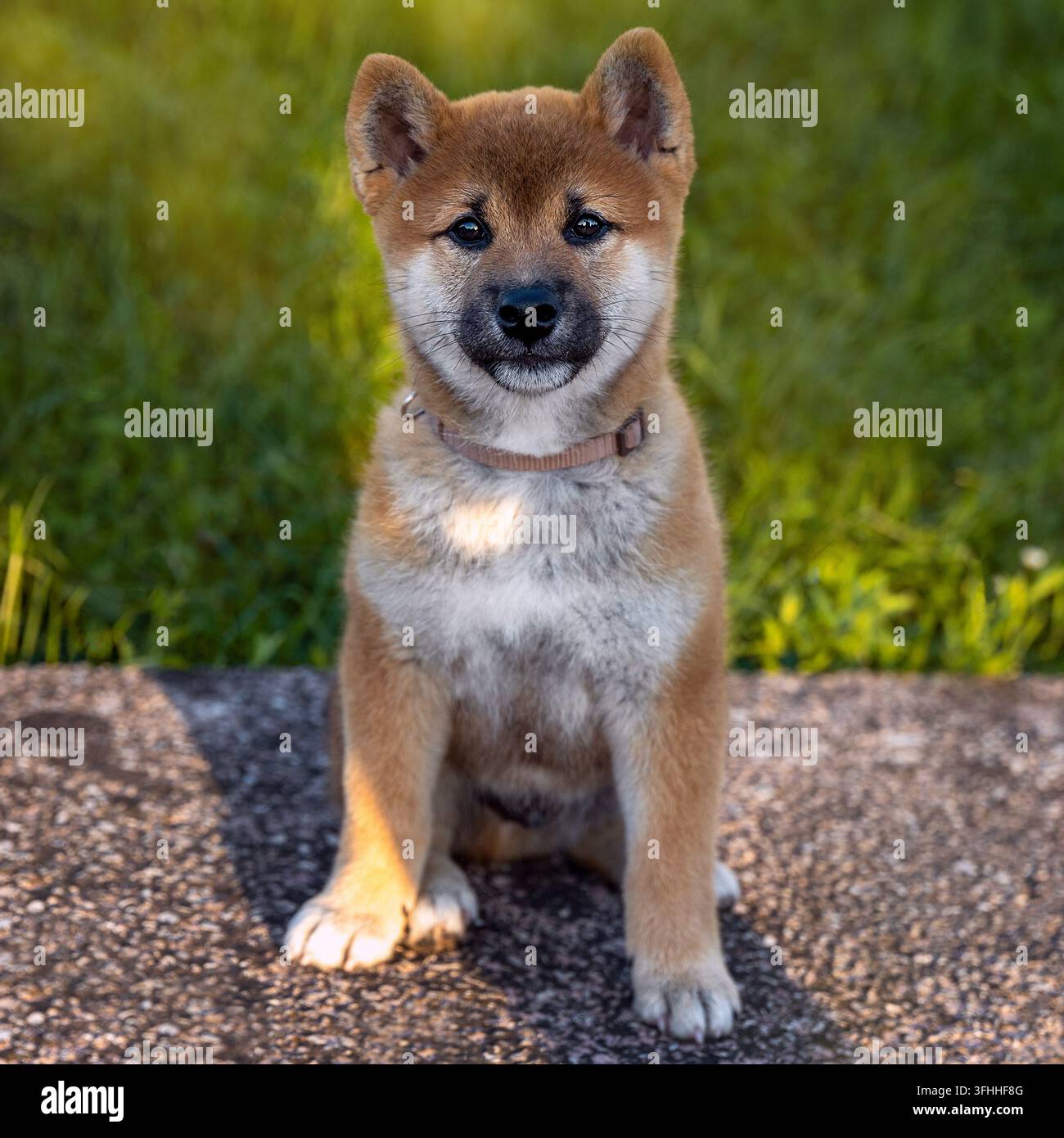Cucciolo di Shiba Inu seduto all'aperto in una giornata di sole Foto Stock