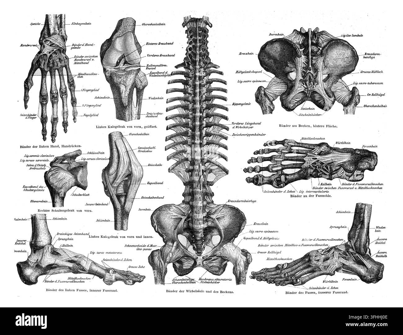 Sistema scheletrico umano Legamenti, Studio anatomico dettagliato, Fondo bianco, Incisione del XIX secolo. Foto Stock