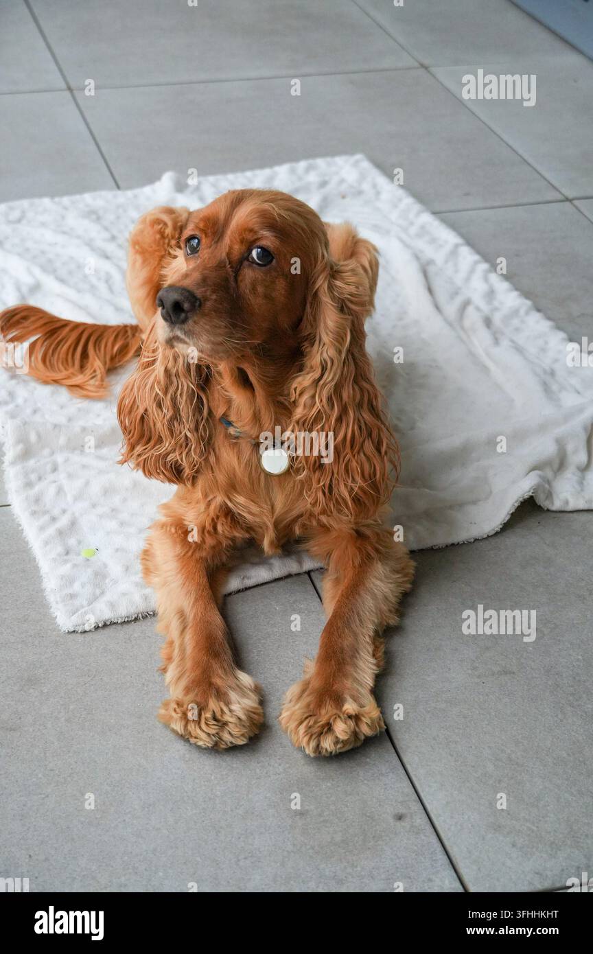 Cucciolo di cocker spaniel carino seduto sul pavimento a casa. Foto Stock