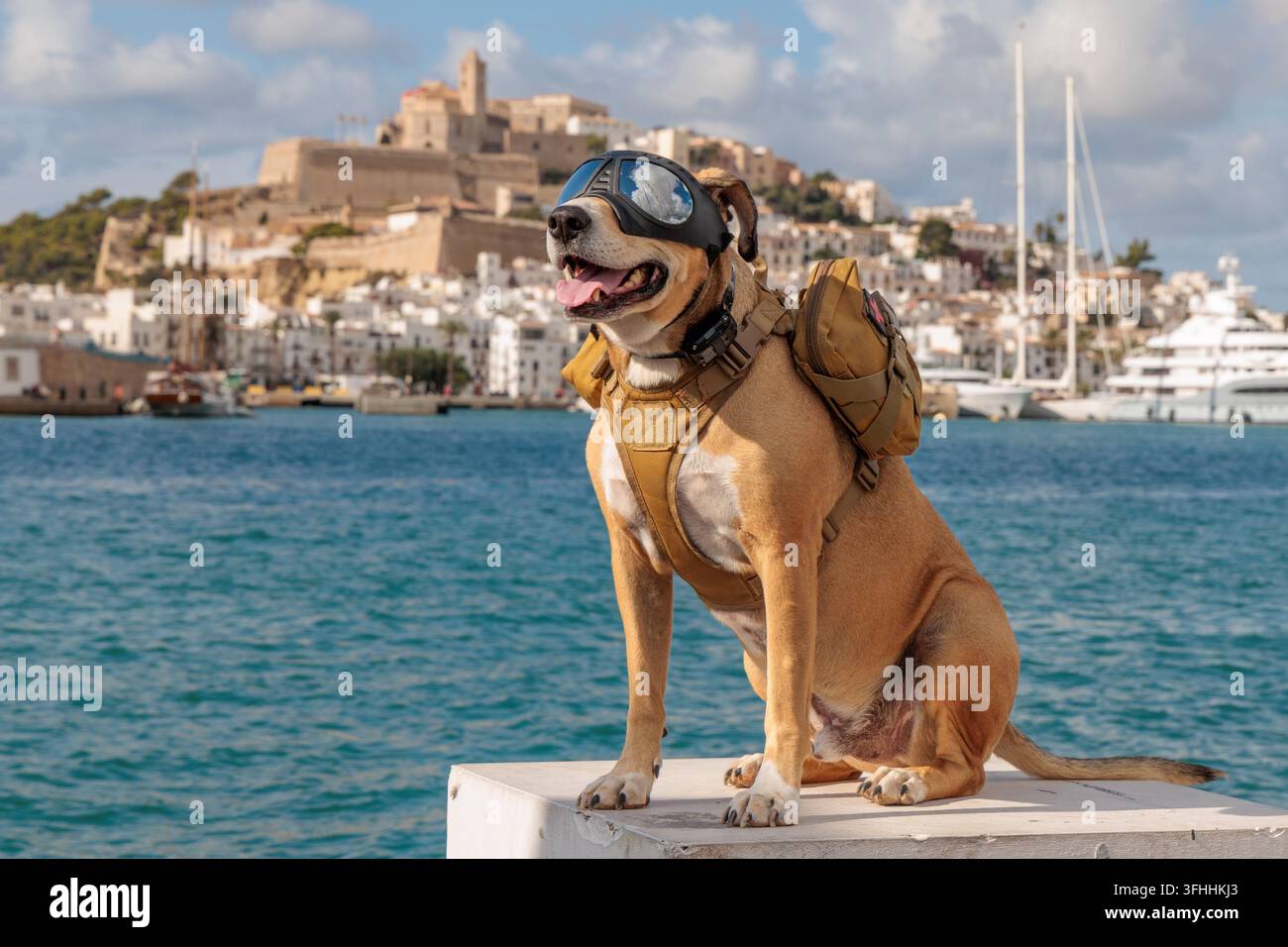 Cane con occhiali protettivi e imbracatura da avventura al porto di Ibiza Foto Stock