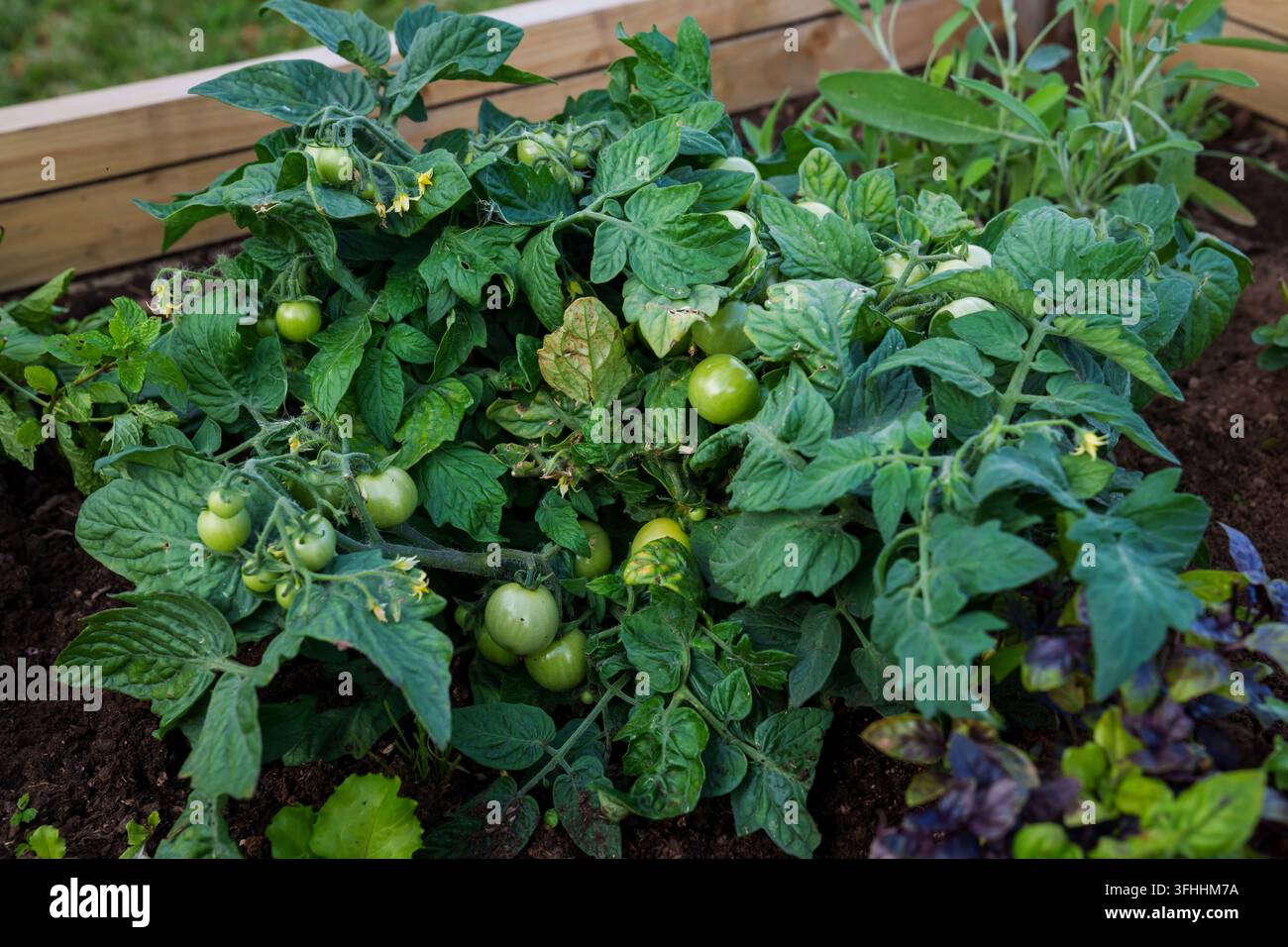 Pomodori verdi non maturi che crescono su un cespuglio insieme a erbe fresche in un letto da giardino rialzato in legno. Foto Stock