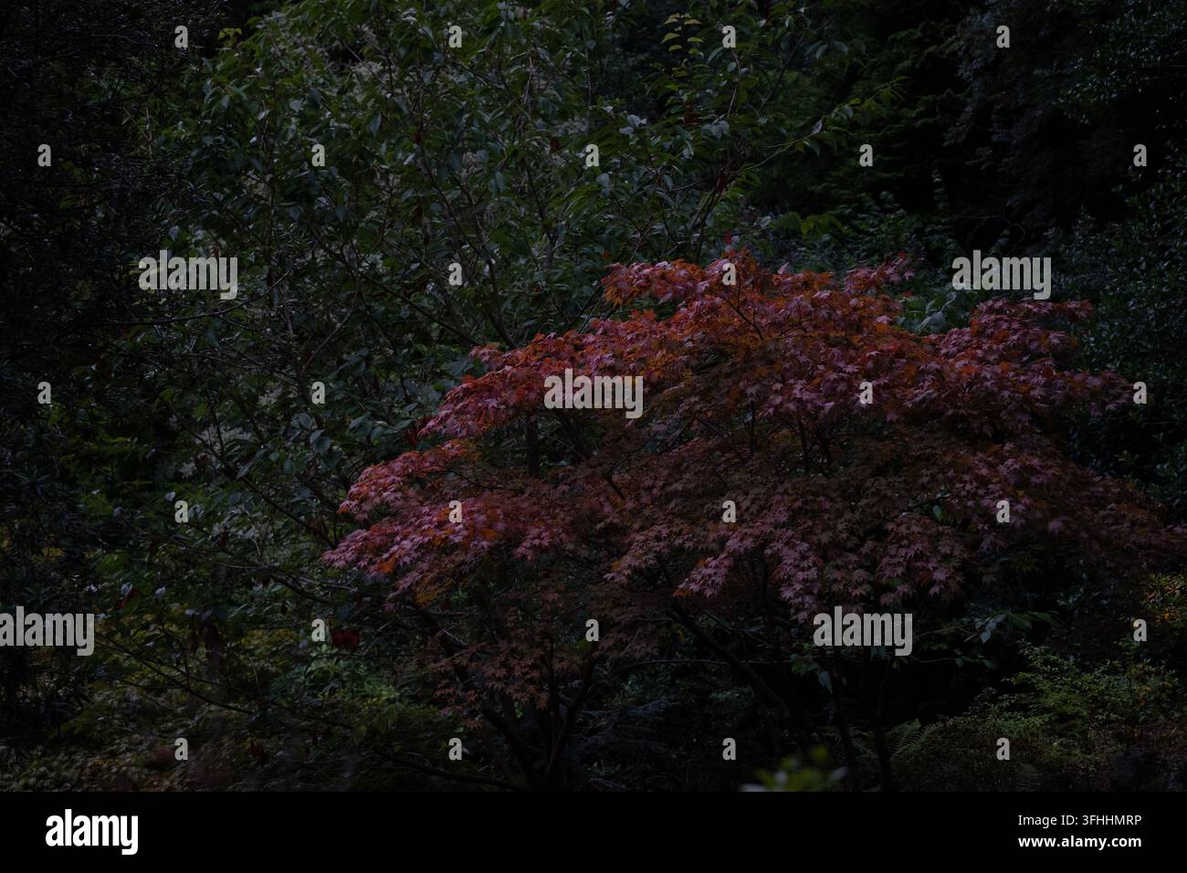 Acero giapponese, Acer palmatum, con una fitta chioma di foglie rosso scuro e bordeaux che cresce tra la vegetazione del giardino verde scuro. Le foglie finemente divise e strato Foto Stock