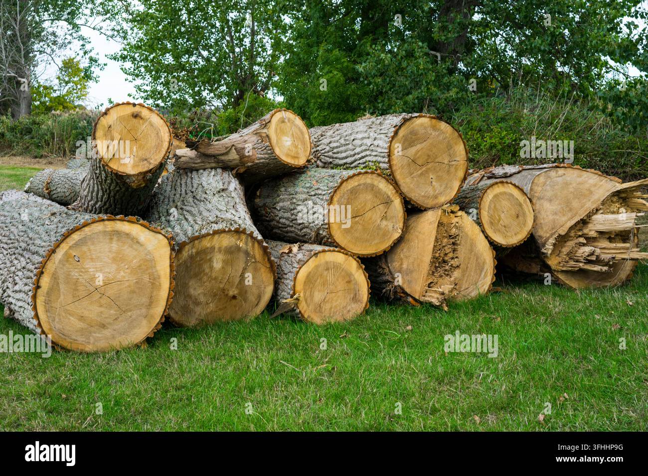 Cut Trees.UK. Foto Stock