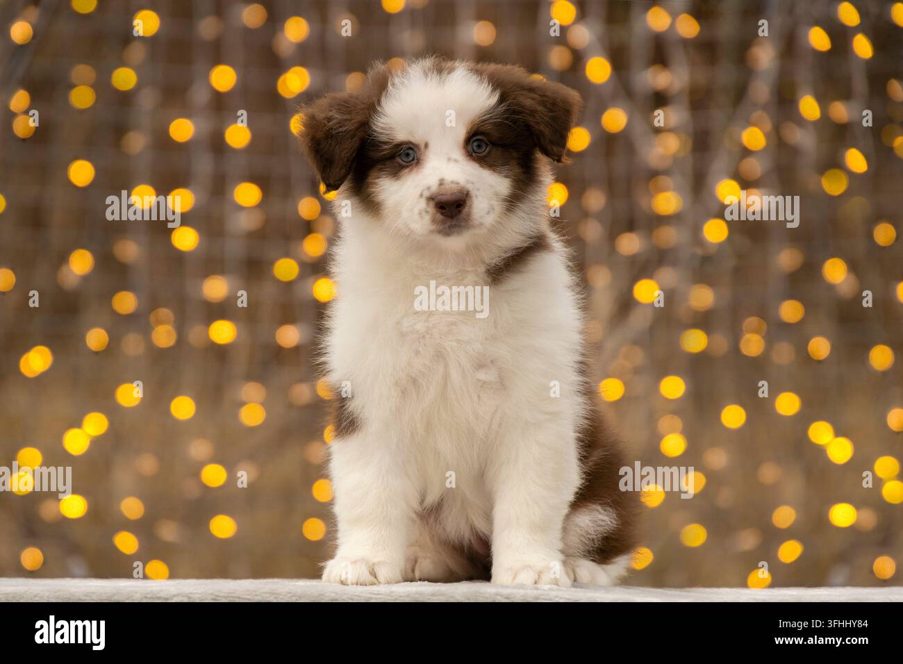 Foto di un cucciolo di Aussie Border Collie sullo sfondo di un bokeh giallo caldo proveniente dalla ghirlanda Foto Stock