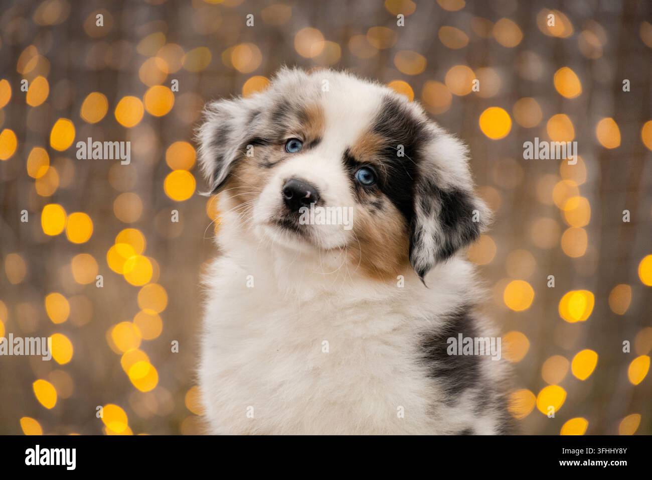 Foto di un cucciolo di Border Collie merle Aussie sullo sfondo di un bokeh giallo caldo proveniente dalla ghirlanda Foto Stock