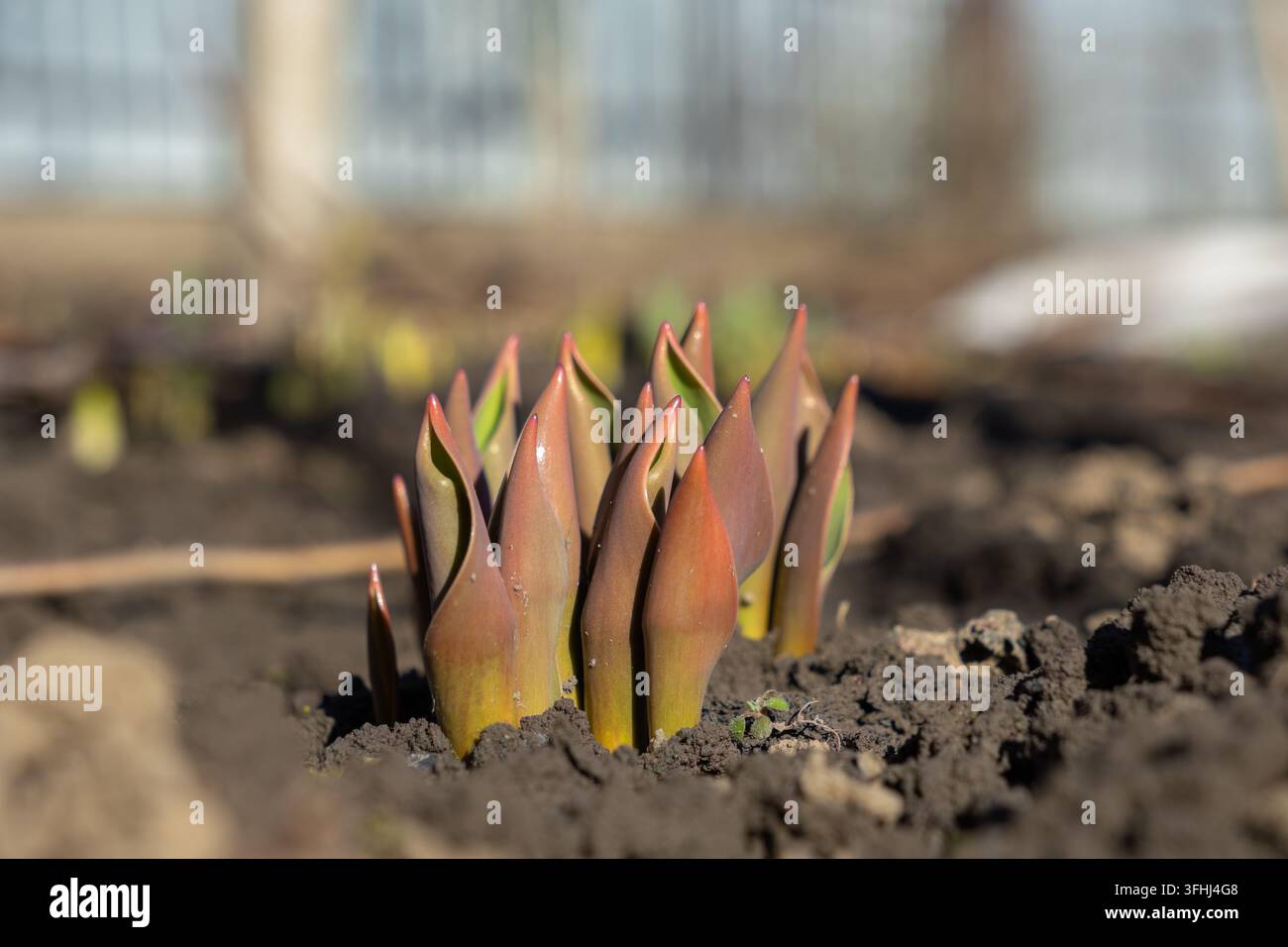 Germogli di tulipani verdi e rossastri che spuntano attraverso la terra umida in un cortile soleggiato, che trasmettono la speranza, la vitalità, il rinnovamento e la bellezza che si trovano nelle piante in fiore d Foto Stock