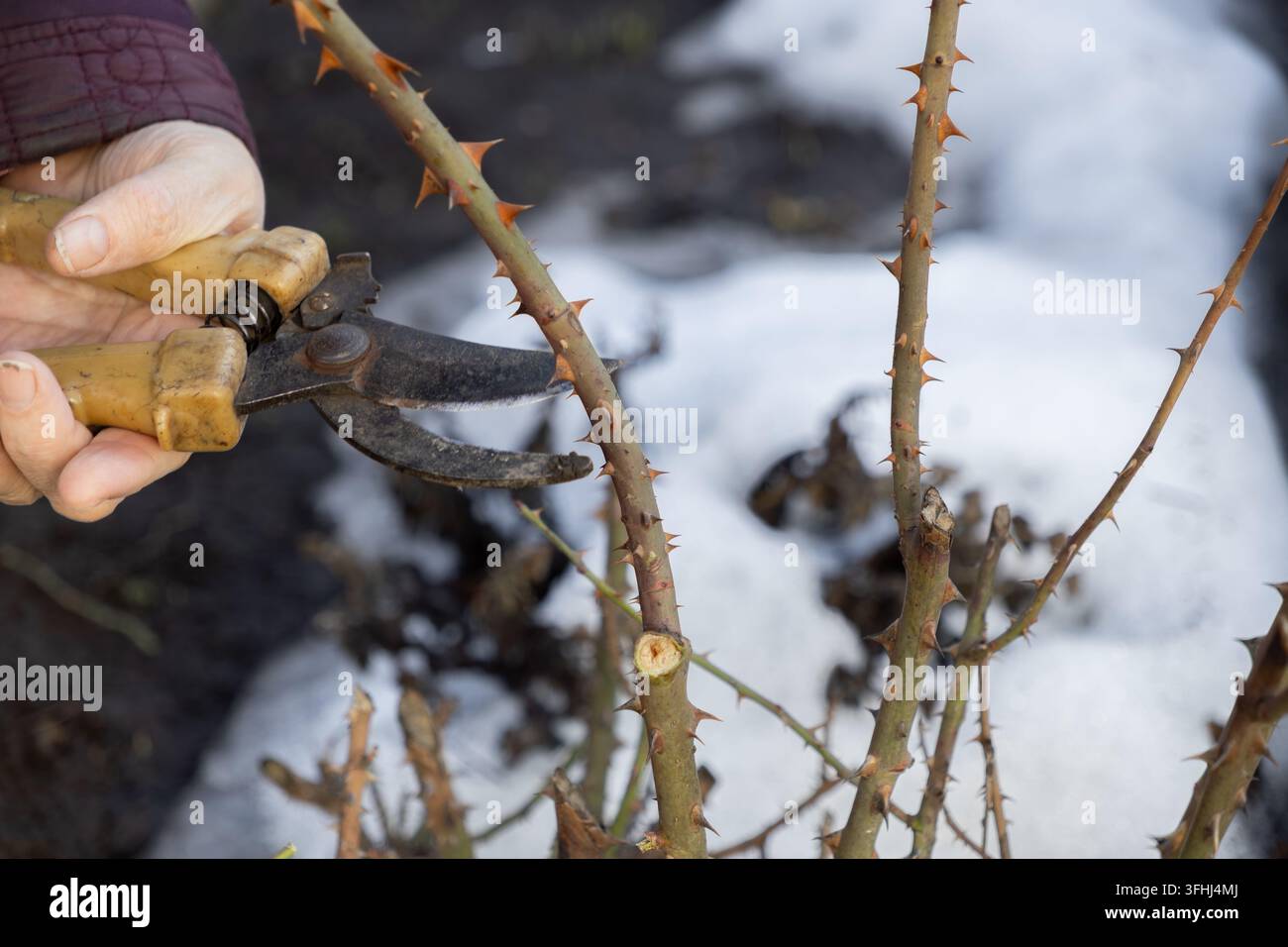 Potatore manuale taglia un ramo su una pianta di rosa dormiente mentre la neve che si scioglie persiste sullo sfondo, illustrando una attenta preparazione stagionale degli arbusti per Foto Stock