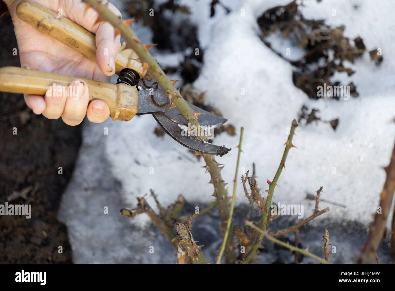 Il giardiniere utilizza forbici metalliche affilate per potare un gambo di pianta spinoso durante il tardo inverno, dimostrando la cura e la concentrazione necessarie per il successo agricolo Foto Stock