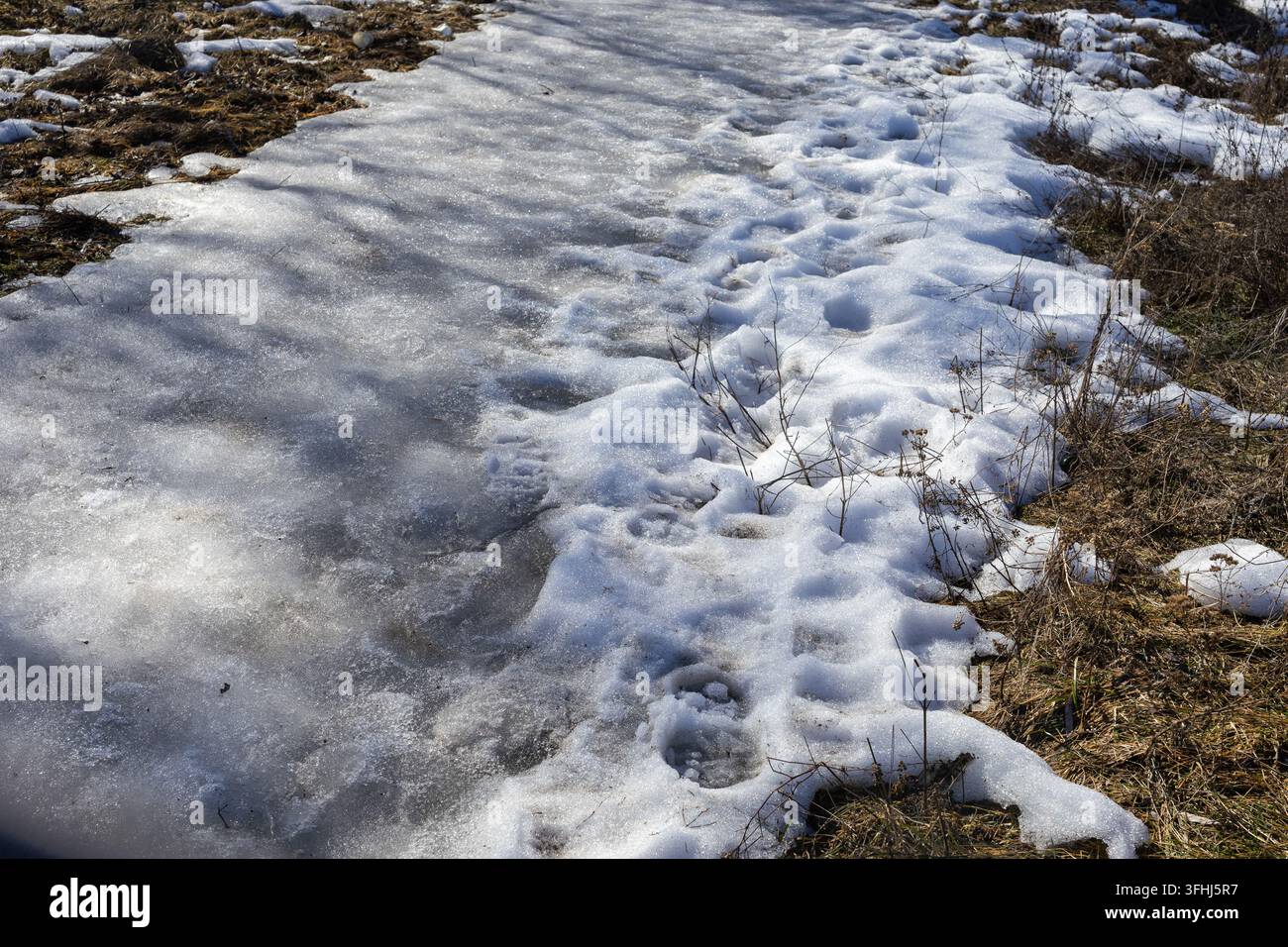 Un sentiero ghiacciato segnato da impronte di stivali si snoda attraverso la vegetazione secca del campo sotto una luce intensa, evidenziando i cambiamenti stagionali in un ambiente naturale durante Foto Stock