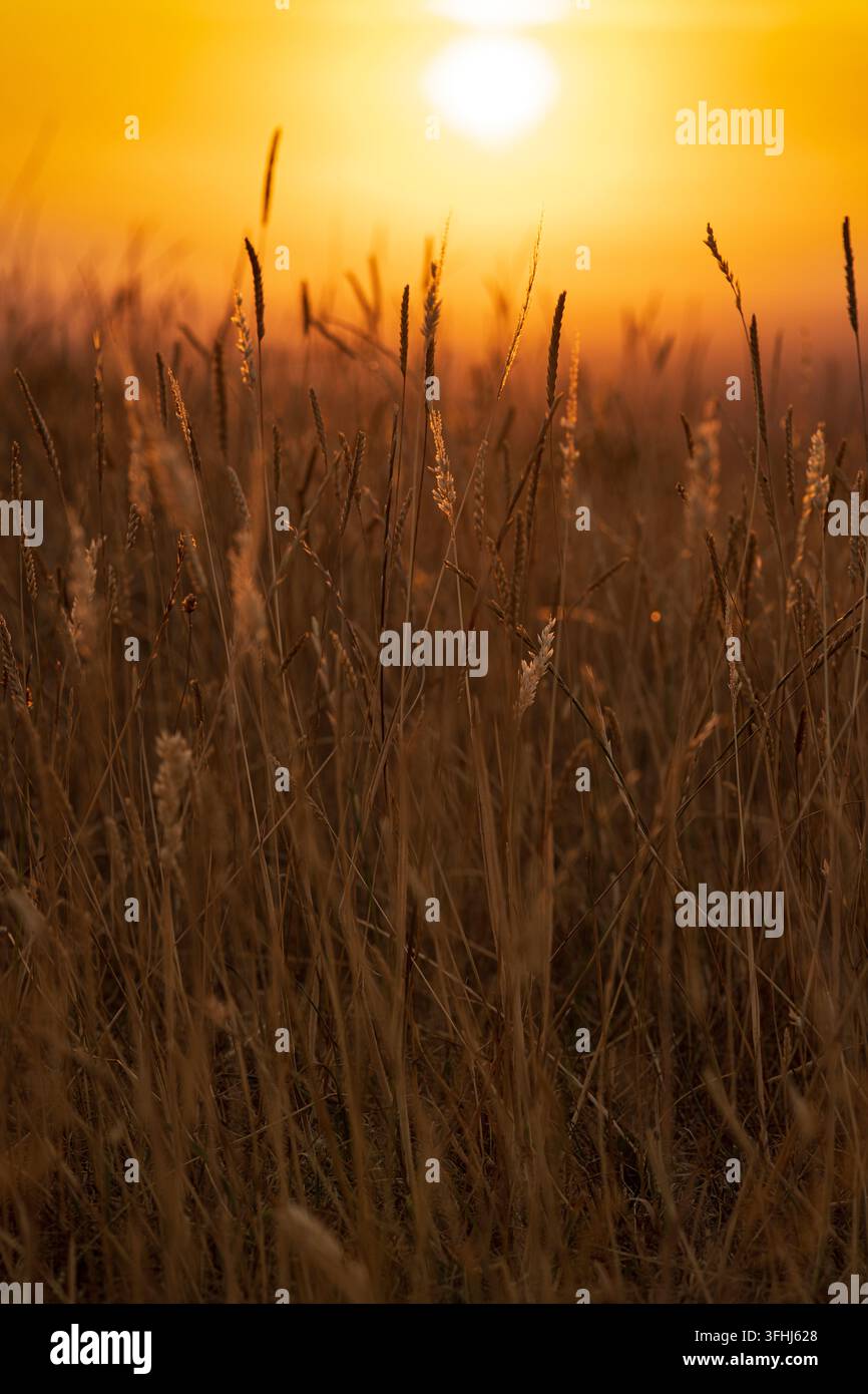 Prateria dorata al tramonto sui South Downs, Inghilterra Foto Stock