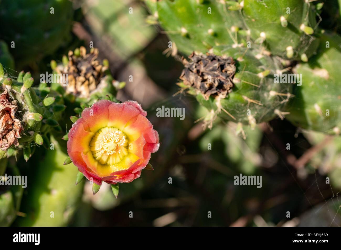 Cacto con fiore di cacto al sole Foto Stock