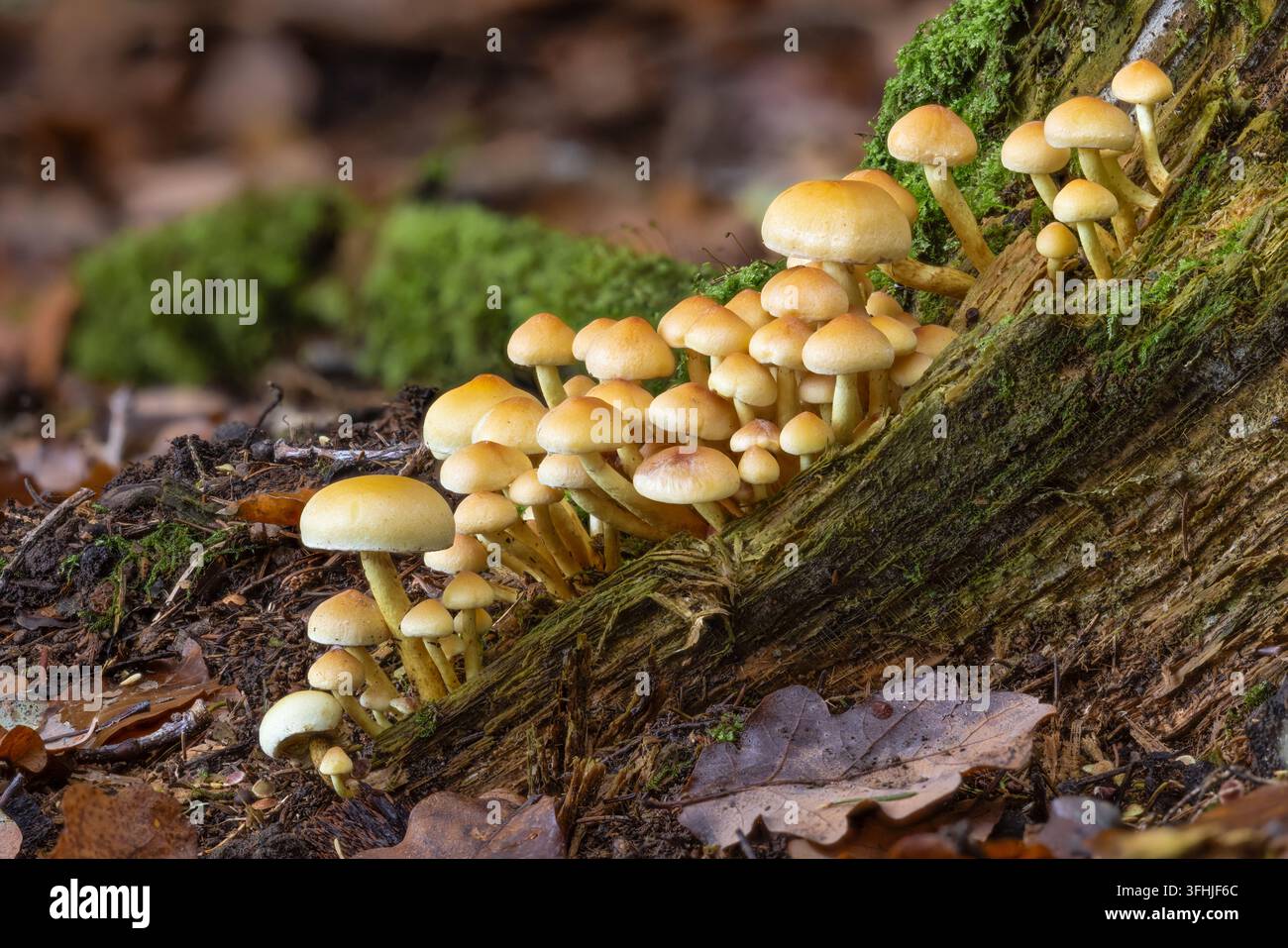 Fungo a ciuffi di zolfo, Hypholoma fasciculare, Foresta di Dean, Gloucestershire, Regno Unito. Immagine a messa a fuoco impilata Foto Stock