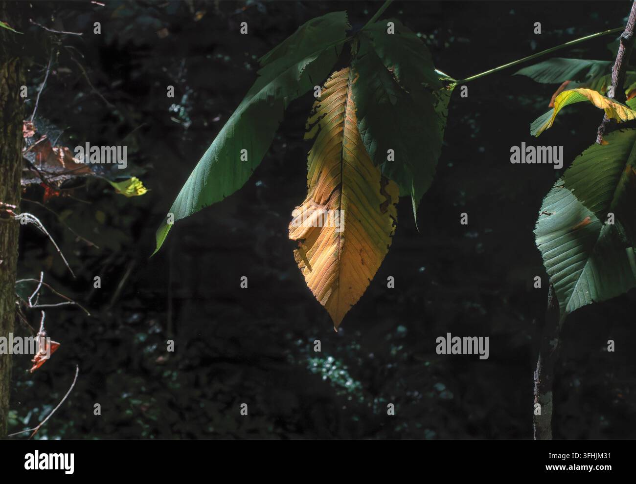 Una foglia di albero deciduo, forse di una faga americana (Fagus grandifolia) Foto Stock