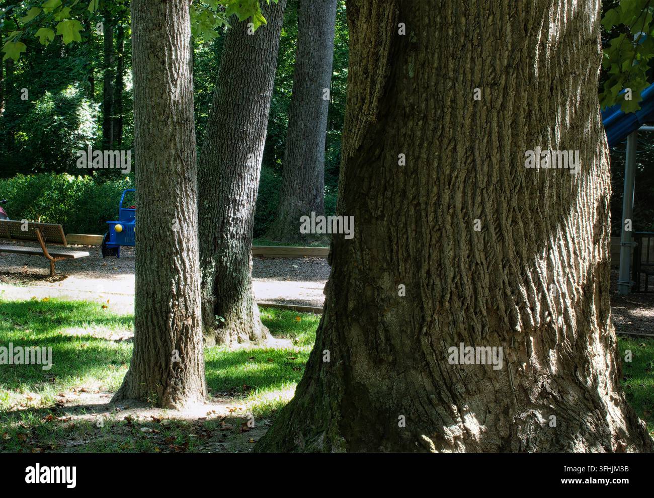 La corteccia spessa e solcata di un albero di legno duro maturo, come una quercia (specie Quercus) o un lino americano (Tilia americana), che si erge in un prato erboso Foto Stock