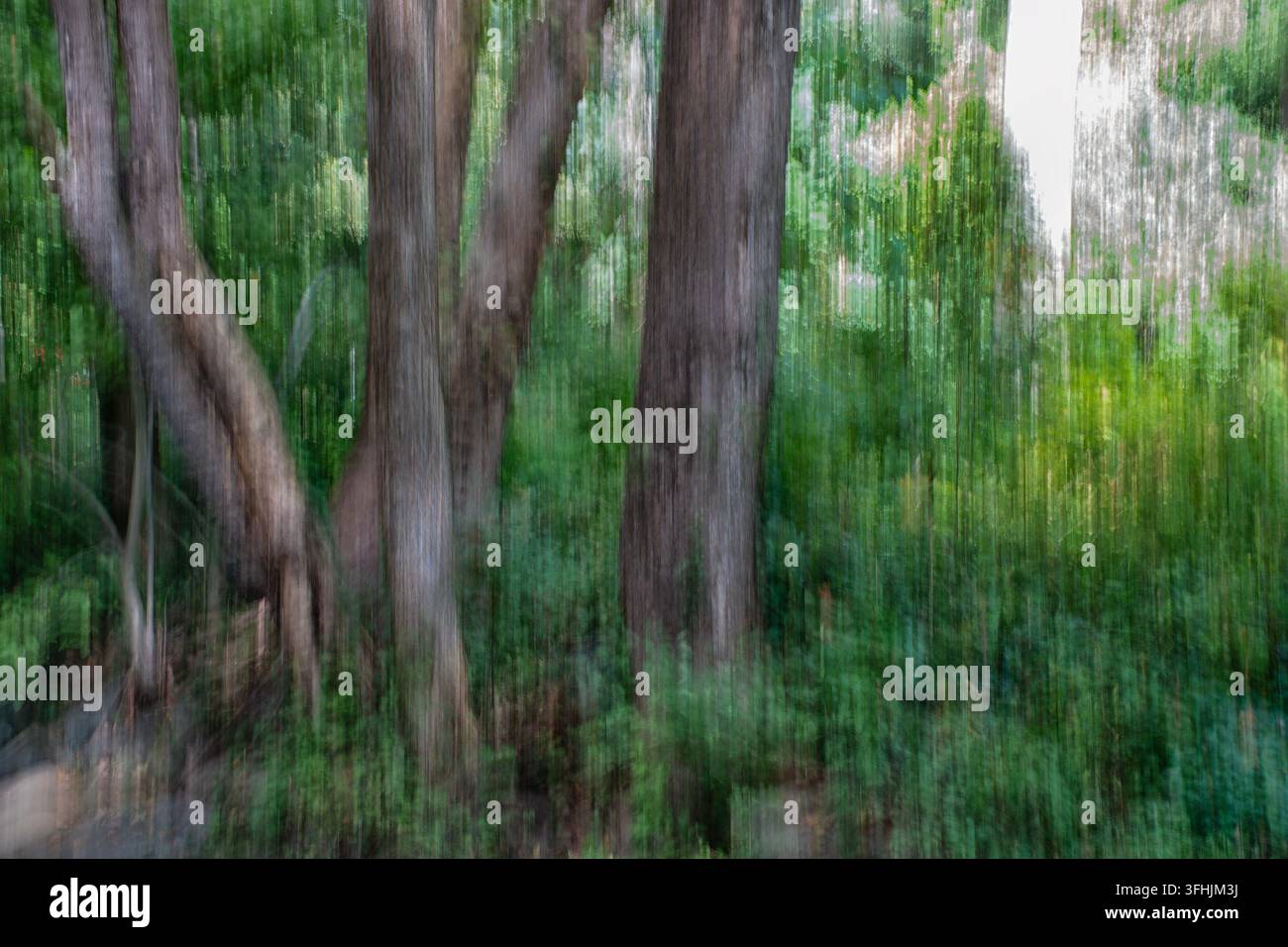 Scena boschiva astratta creata utilizzando la fotografia Intentional Camera Movement (ICM). Foto Stock