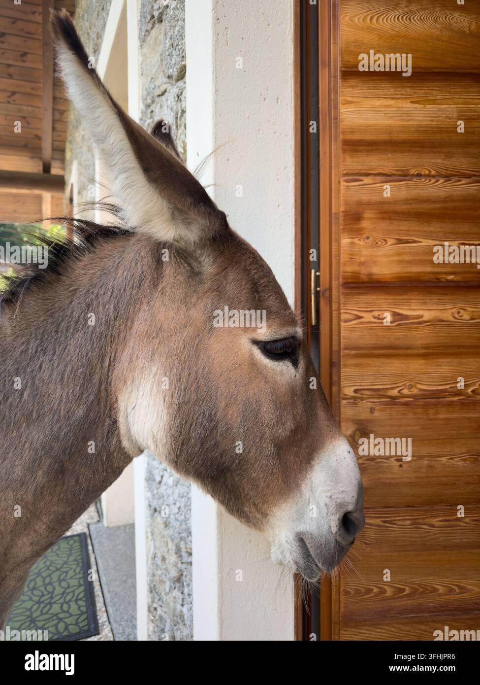 Prima pianura del muso di un asino. Foto Stock
