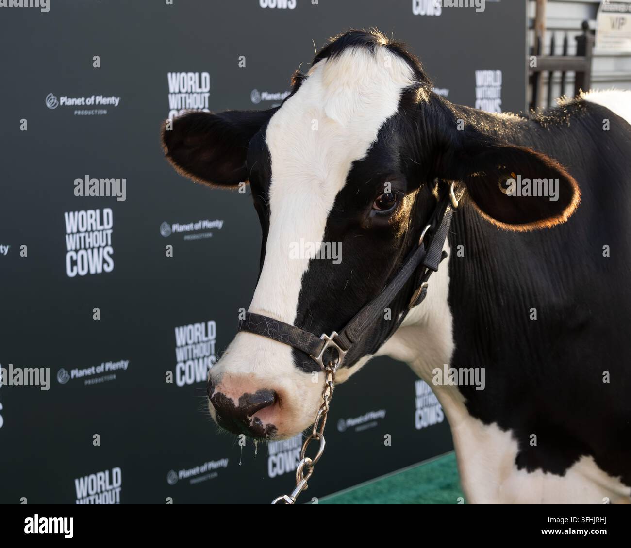 Los Angeles, California, USA. 16 settembre 2026. Oreo la mucca cammina sul tappeto verde alla prima teatrale del documentario "Mondo senza mucche" all’AVALON Hollywood a Hollywood il 16 settembre 2026. Credit: Vladimir Yazev/Alamy Live News Foto Stock