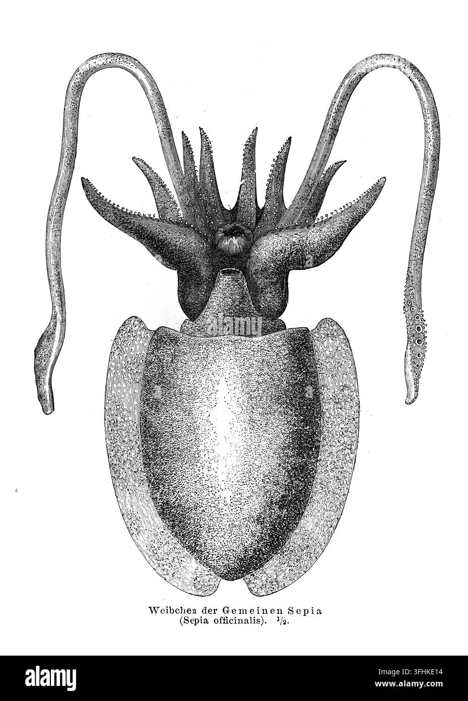 Illustrazione di Seppia comune (Sepia Officinalis), vita marina, sfondo bianco, incisione del XIX secolo. Foto Stock