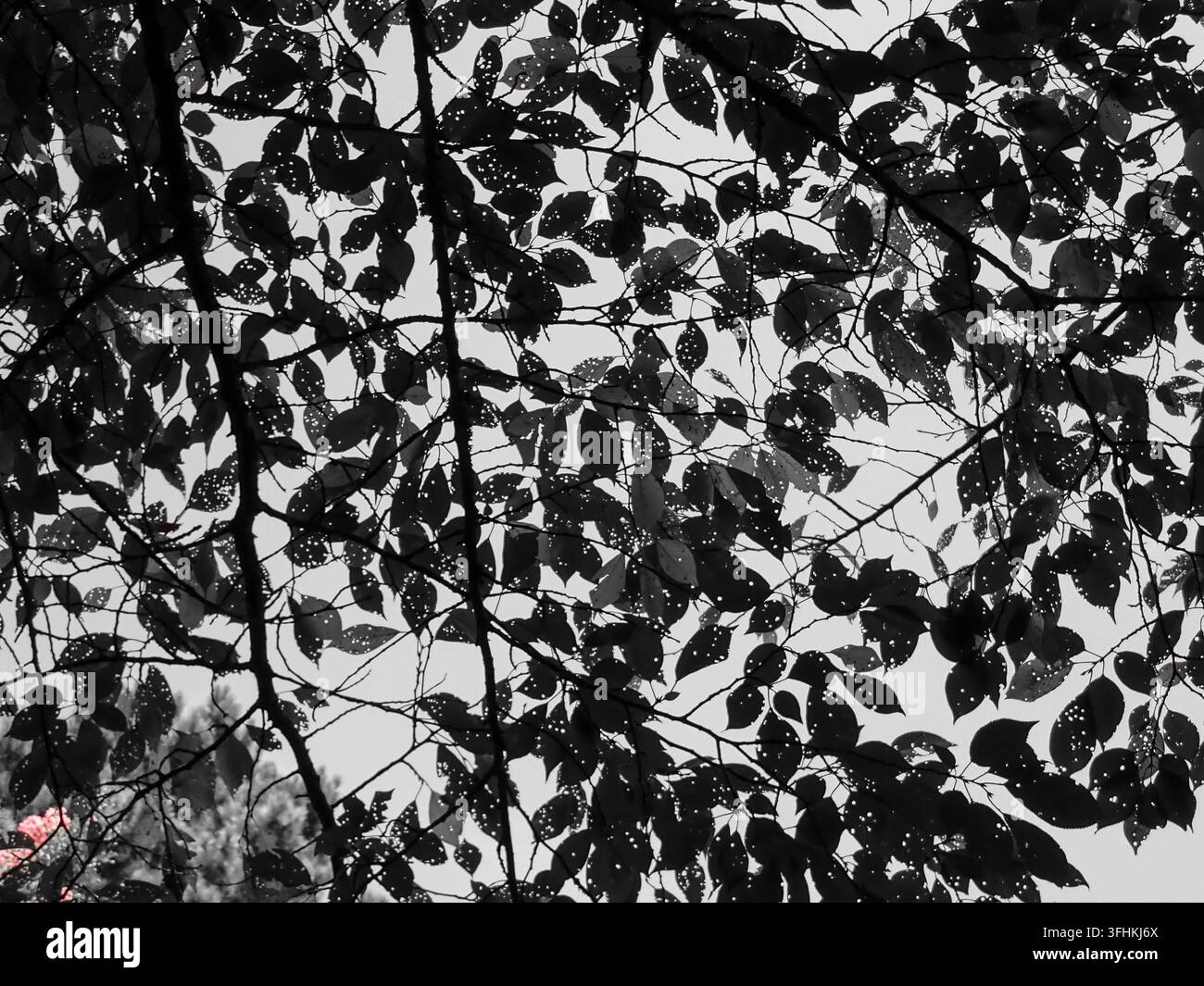 Astratto in bianco e nero che guarda verso l'alto tra le foglie e i rami di un albero Foto Stock