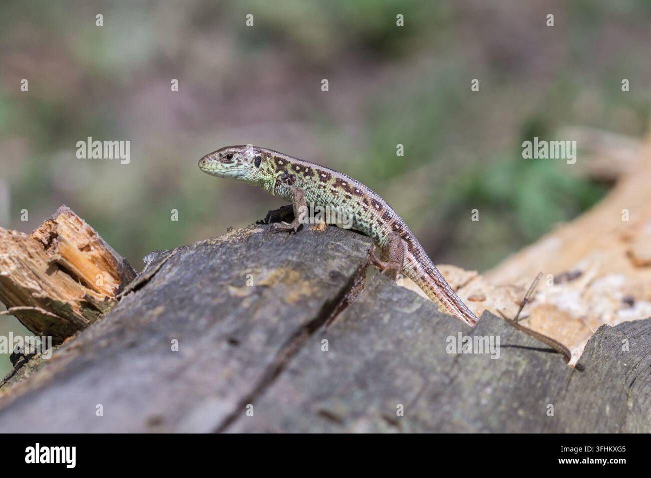 Lucertola delle sabbie (Lacerta agilis) che riposa su un tronco eroso in un habitat naturale di foresta. Foto Stock