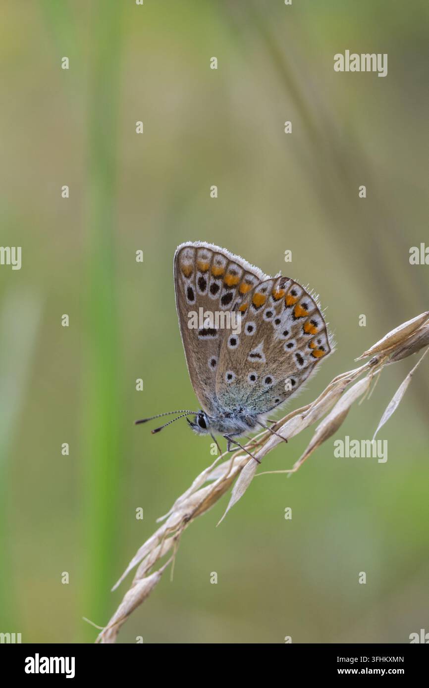 Farfalla blu appoggiata su uno stelo d'erba, con ali blu pallido e segni arancioni e neri lungo i bordi. Foto Stock