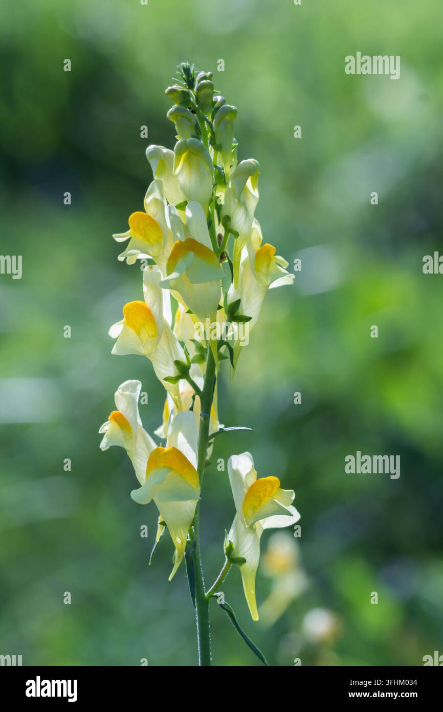 Linaria comune (Linaria vulgaris) con fiori gialli e bianchi che sbocciano su uno stelo alto e sottile. Foto Stock