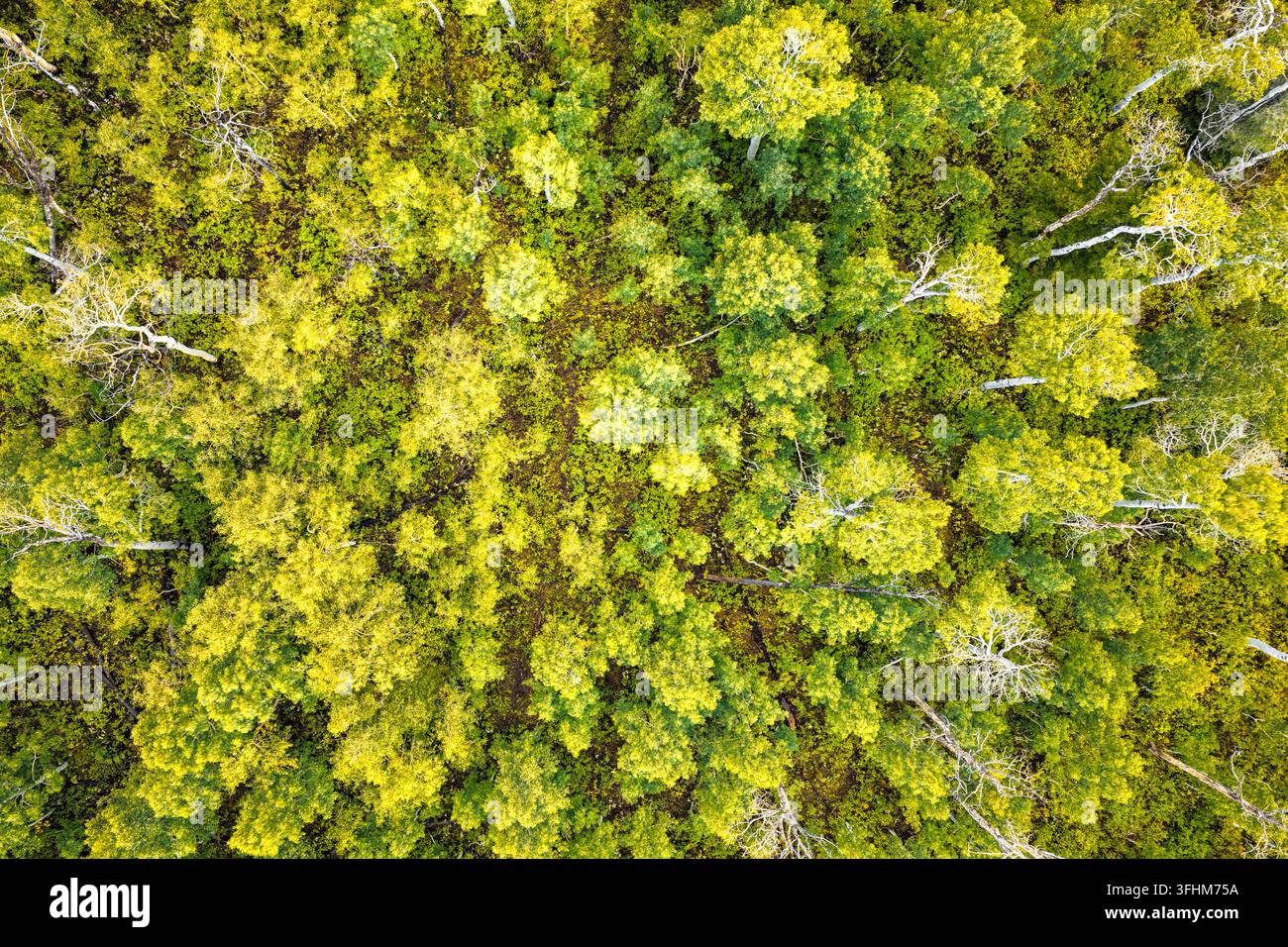 Vista aerea della Alpine Loop Scenic Byway che mostra la vibrante transizione ai colori autunnali nei pioppi, nei ginepri, nelle querce arbustive e nella foresta sempreverde Foto Stock