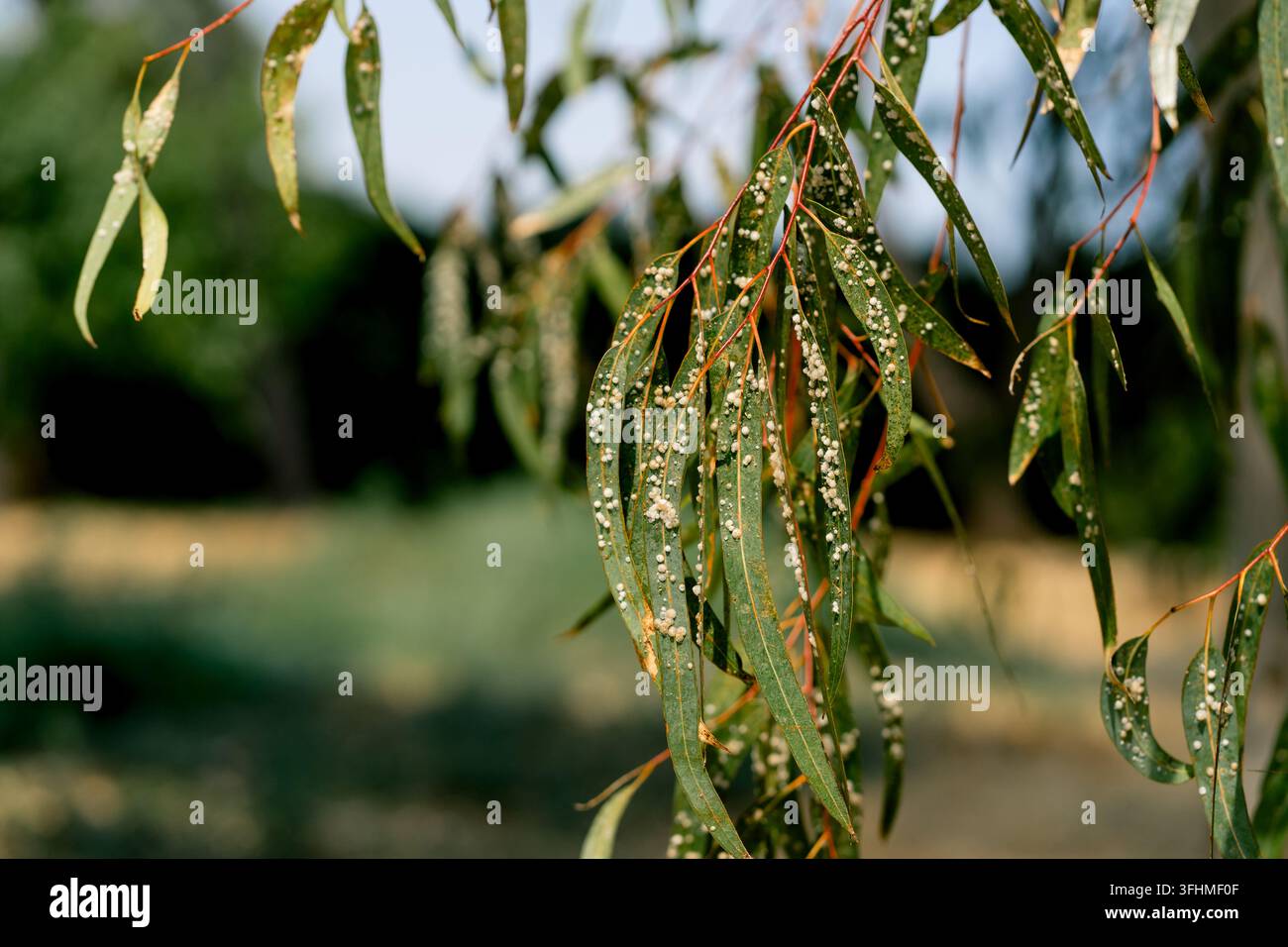 Le foglie di eucalipto mostrano lerps bianchi da un'infestazione di psillide del rosso. Concetto di malattia delle piante, danni da parassiti, botanica, ecologia e cura delle piante Foto Stock