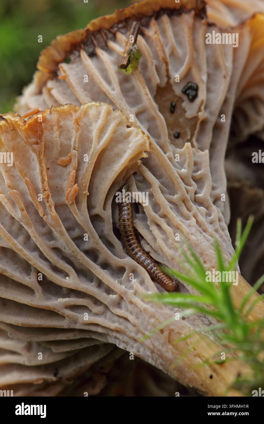 Canterelle trombe (Craterellus tubaeformis) Foto Stock