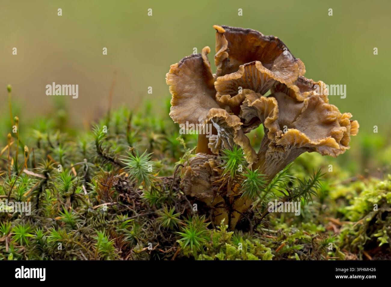 Canterelle trombe (Craterellus tubaeformis) Foto Stock
