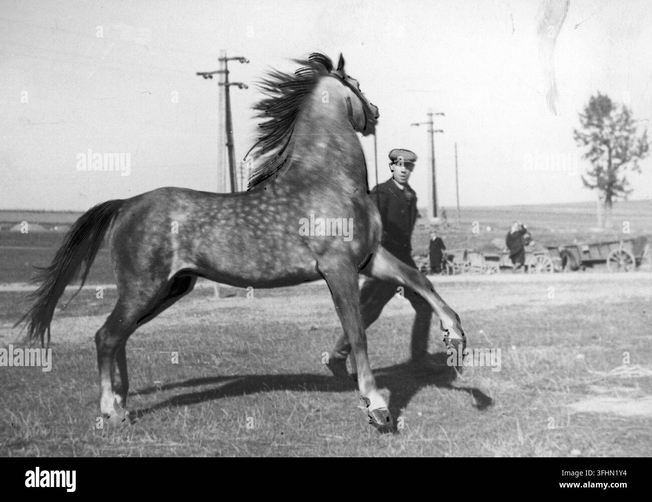 Un allevatore di cavalli guida uno stallone, 1943. Foto Stock
