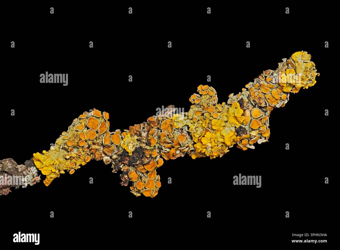 Lichen a raggiera marittimo (Xanthoria parietina) Foto Stock